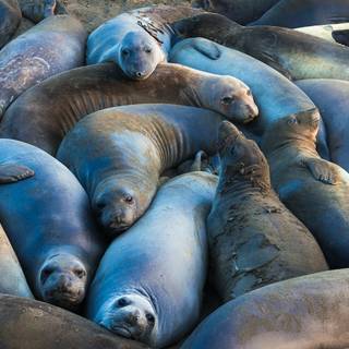 Elephant seal wallpaper