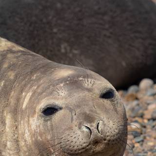 Elephant seal wallpaper