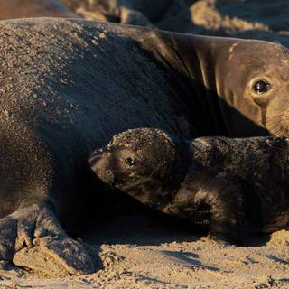 Elephant seal wallpaper