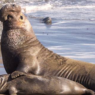 Elephant seal wallpaper