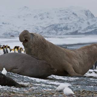 Elephant seal wallpaper