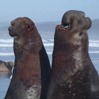 Elephant seal wallpaper