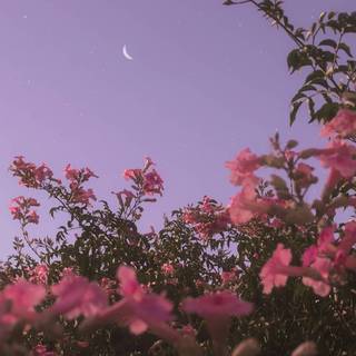 Aesthetic purple scenery wallpaper