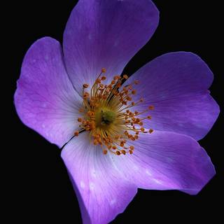 Aesthetic purple scenery wallpaper