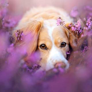 Puppies in flowers wallpaper