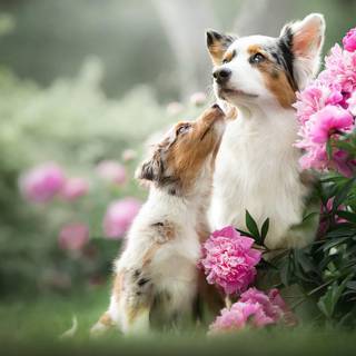 Puppies in flowers wallpaper