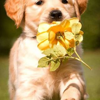 Puppies in flowers wallpaper