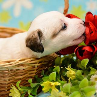 Puppies in flowers wallpaper