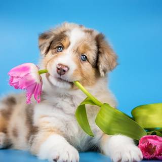 Puppies in flowers wallpaper