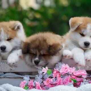 Puppies in flowers wallpaper