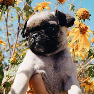 Puppies in flowers wallpaper