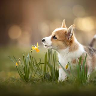 Puppies in flowers wallpaper