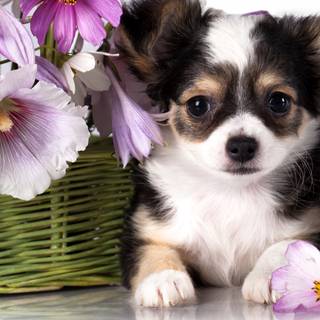 Puppies in flowers wallpaper