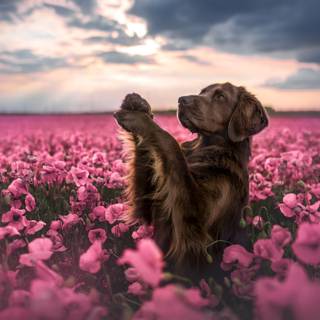 Puppies in flowers wallpaper
