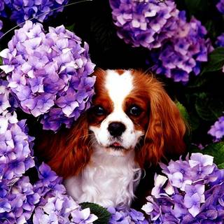 Puppies in flowers wallpaper
