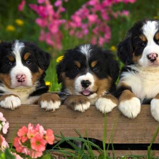 Puppies in flowers wallpaper