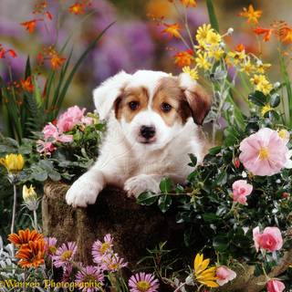Puppies in flowers wallpaper