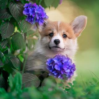 Puppies in flowers wallpaper
