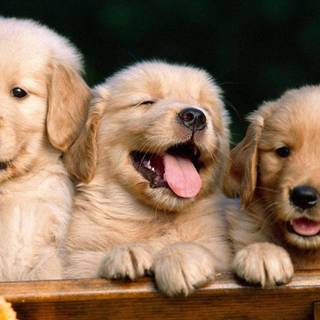 Puppies in flowers wallpaper