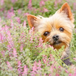 Puppies in flowers wallpaper