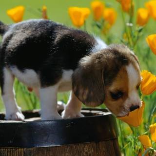 Puppies in flowers wallpaper
