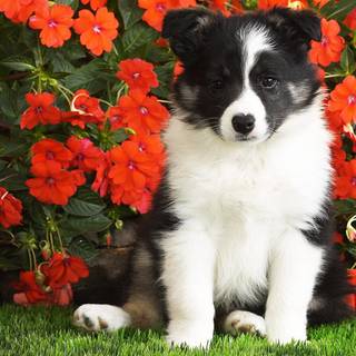 Puppies in flowers wallpaper