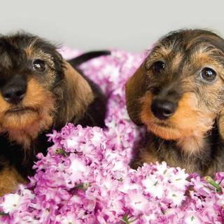 Puppies in flowers wallpaper