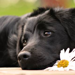 Puppies in flowers wallpaper
