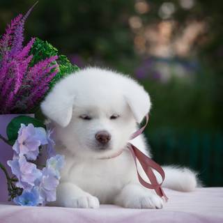 Puppies in flowers wallpaper