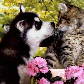 Puppies in flowers wallpaper