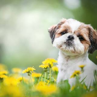 Puppies in flowers wallpaper