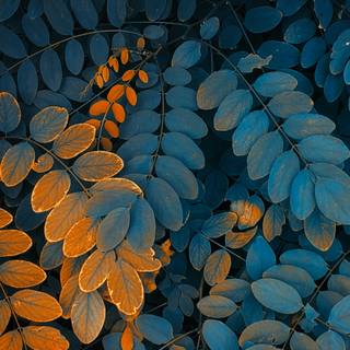 iPhone 11 nature 4k wallpaper