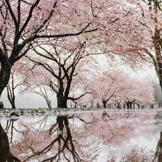 iPhone 11 nature 4k wallpaper