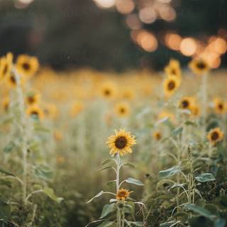 Late summer aesthetic wallpaper