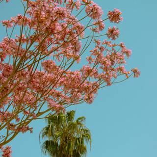 Late summer aesthetic wallpaper