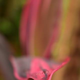 Waterdrop 4k wallpaper