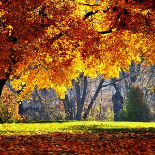 Autumn scenery art wallpaper