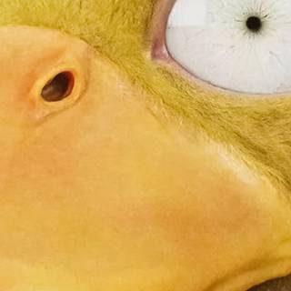 Psyduck phone wallpaper