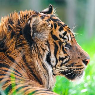 4k wild life wallpaper