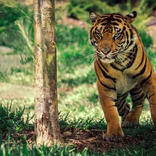 4k wild life wallpaper