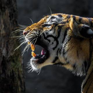 4k wild life wallpaper