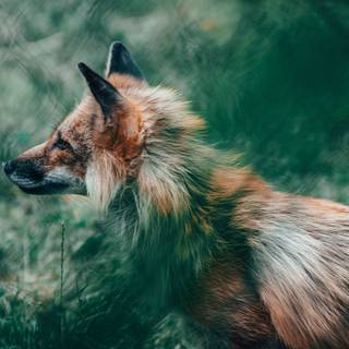 4k wild life wallpaper