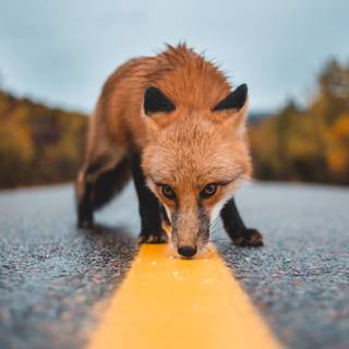 4k wild life wallpaper