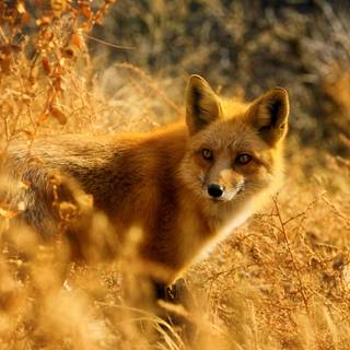 4k wild life wallpaper