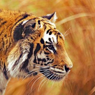 4k wild life wallpaper