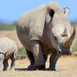 4k wild life wallpaper