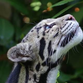 4k wild life wallpaper