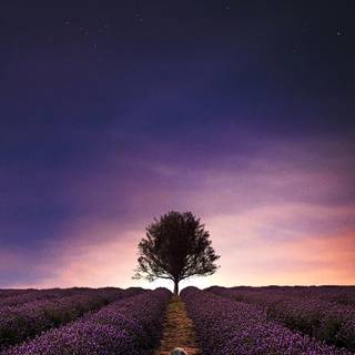 Alone sunset wallpaper