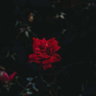 Dark roses 4k wallpaper