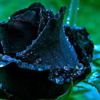 Black rose desktop wallpaper